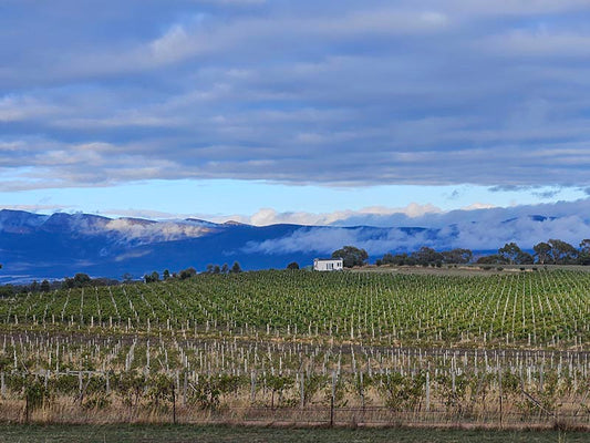 The view across Hounds Run Vineyard to the Tiny House and Grampians ranges
