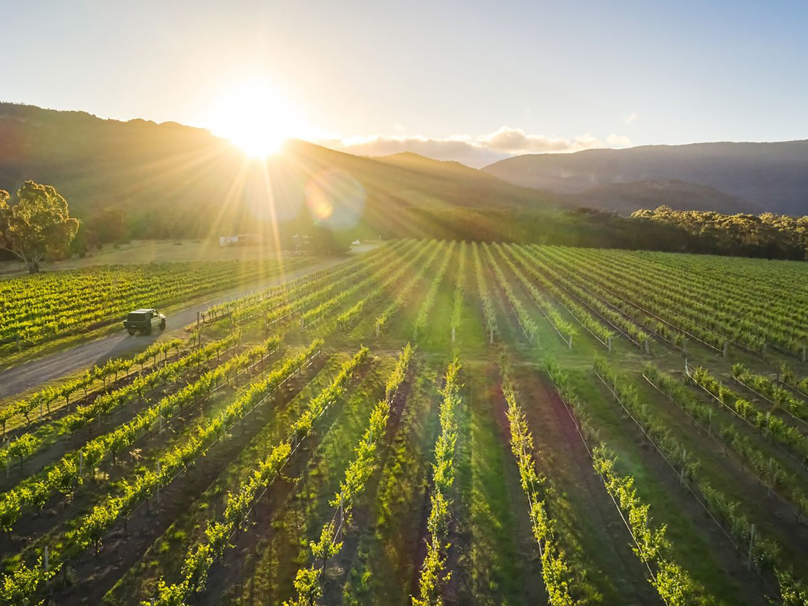 A veiw of Fallen Giants Vineyard as the sun is setting behind the Grampians