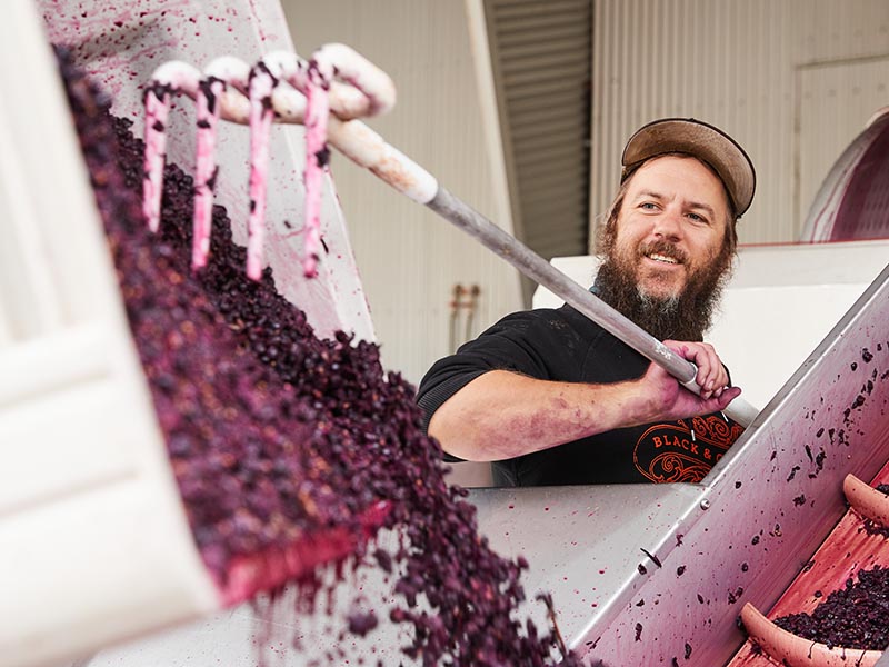 Hadyn Black processing Lambrusco Grapes in 2022