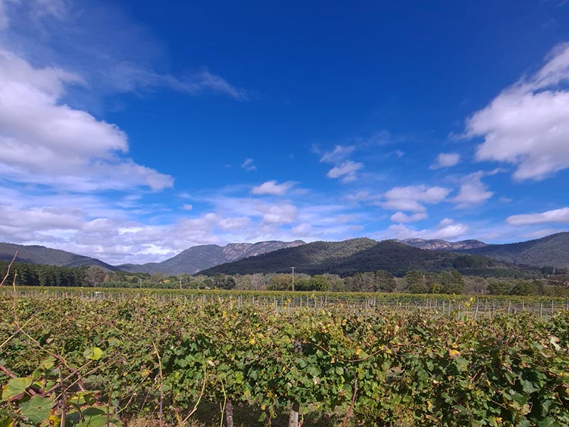 A mountain view in Victoria's Alpine Valleys, Vermentino vineyard in the foreground