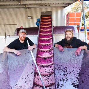 Hadyn and Darcy processing grapes to make wine 