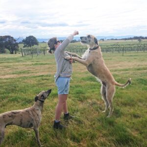 Hunter jumping for a treat at Hounds Run Vineyard. Showing his size. 