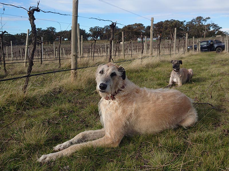 Hunter the Irish Wolfhound of Hounds Run Vineyard