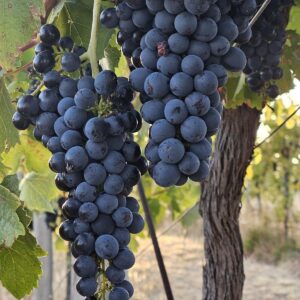 Shiraz Grapes hanging on the vine at Hounds Run Vineyard