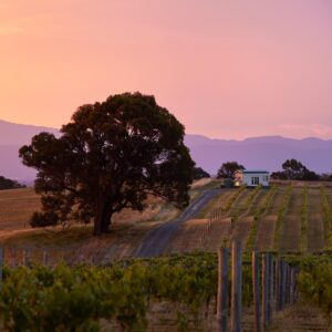 Hounds Run Tiny House pictured in a stunning pink sunset, vineyard in the foreground and Grampians ranges in the background