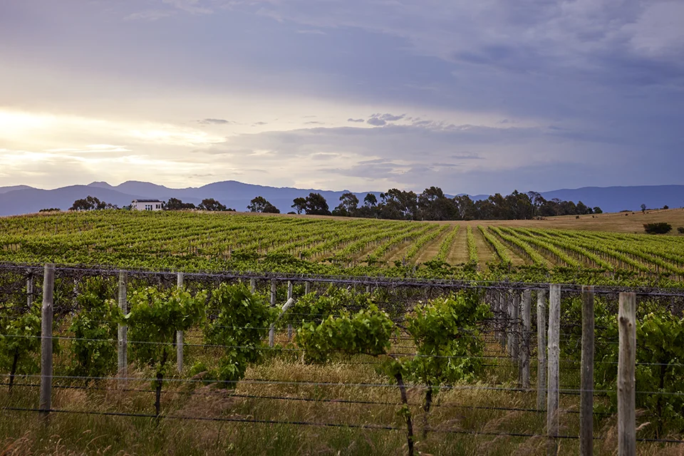 Hounds Run Vineyard the home of Black & Ginger Wines, a stormy view with green vines and the Grampians in the distance